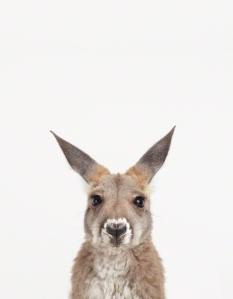 Baby Animal Photography Pictures_Baby Kangaroo